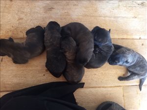 Penelope's puppies 