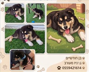 מתוקי 