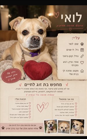 כלבים לברדור רטריבר חדרה והסביבה 