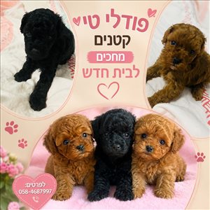 כלבים פודל טוי  