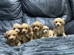 כלבים מלטיפו רחובות והסביבה 