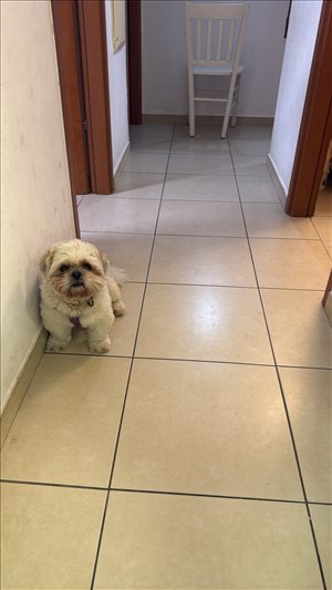 🐶 גור 