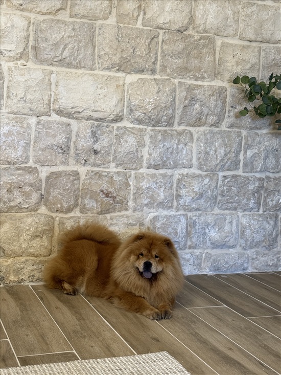תמונה 11 ,כלבים צ`או צ`או   שנאל למכירה בכרמיאל
