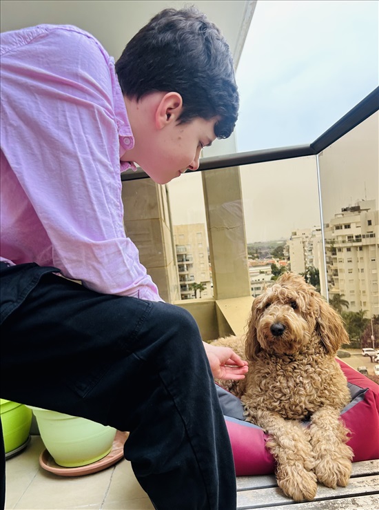 תמונה 7 ,כלבים גולדן דודל   אנה למכירה בנתניה