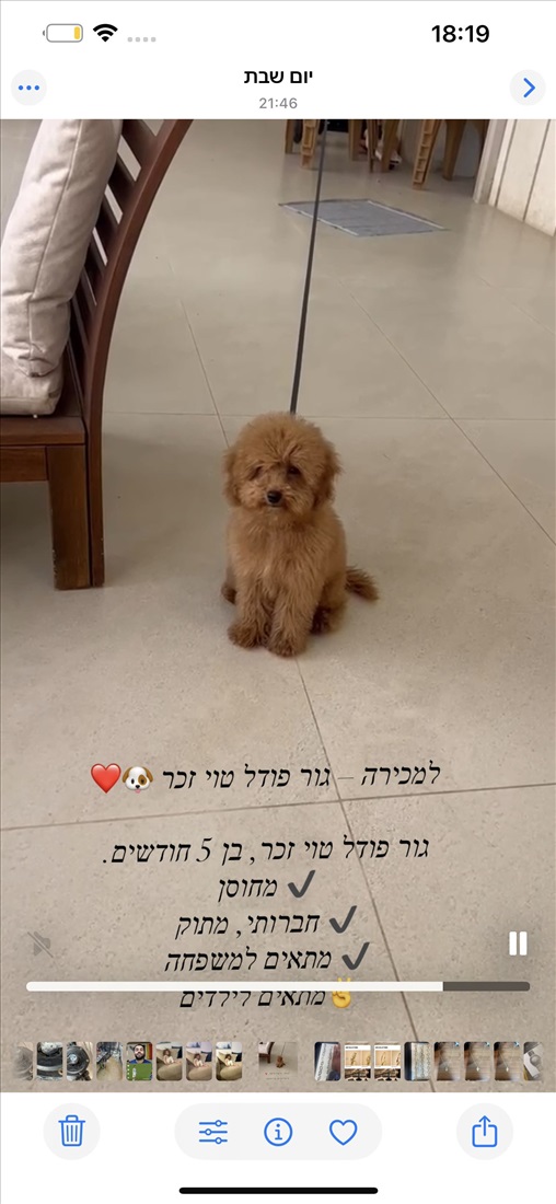 תמונה 3 ,כלבים פודל טוי   ברונו למכירה במגאר