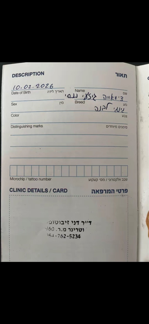 תמונה 5 ,כלבים צ`יוואווה   לבנה למכירה במעלה אדומים