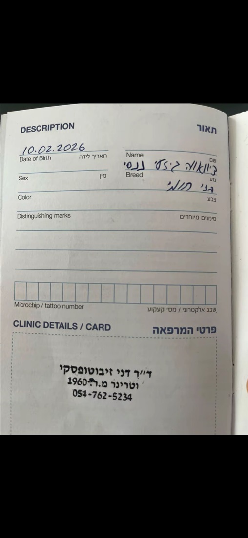 תמונה 4 ,כלבים צ`יוואווה   לבנה למכירה במעלה אדומים