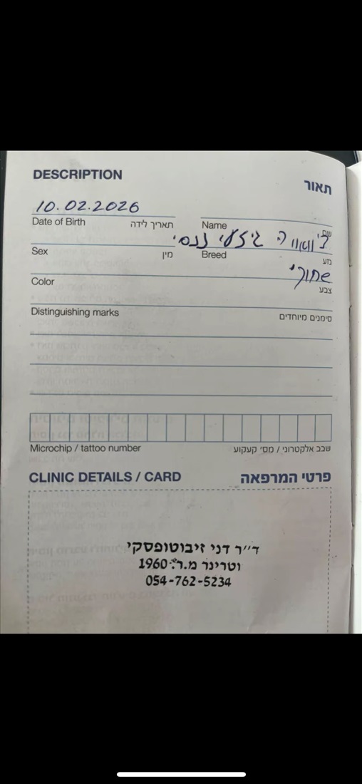 תמונה 6 ,כלבים צ`יוואווה   לבנה למכירה במעלה אדומים