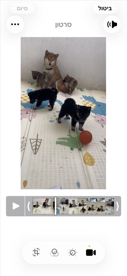 תמונה 2 ,כלבים שיבה אינו   גורים עם תעודות גזע טהור  למכירה בקרית אתא