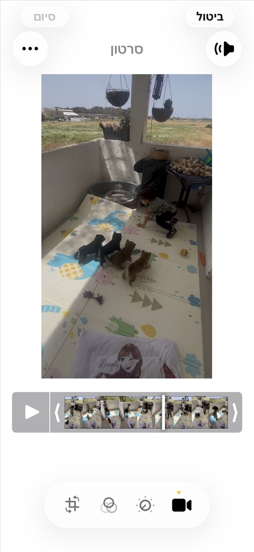 תמונה 3 ,כלבים שיבה אינו   גורים עם תעודות גזע טהור  למכירה בקרית אתא