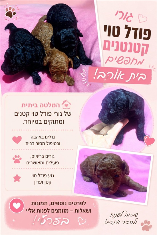 תמונה 1 ,כלבים פודל טוי   פודל טוי למכירה בצפון