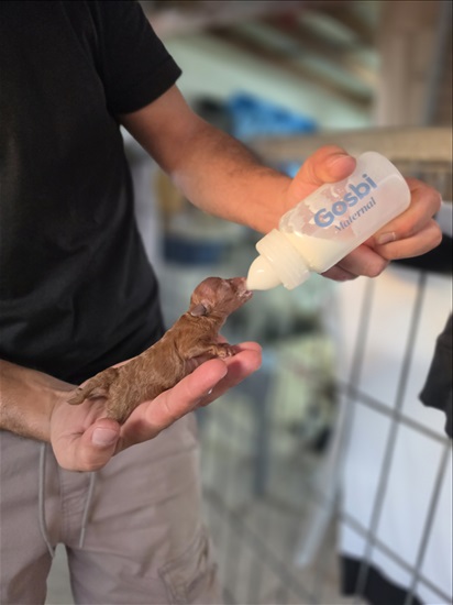 תמונה 4 ,כלבים פודל טוי   פודל טוי  למכירה בתל אביב - יפו
