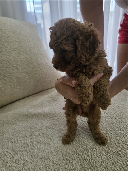 תמונה 3 ,כלבים פודל   פודל ננסי למכירה בתל אביב