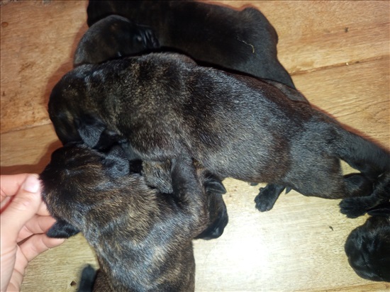 תמונה 2 ,כלבים קאנה קורסו   Penelope's puppies למכירה במבוא דותן