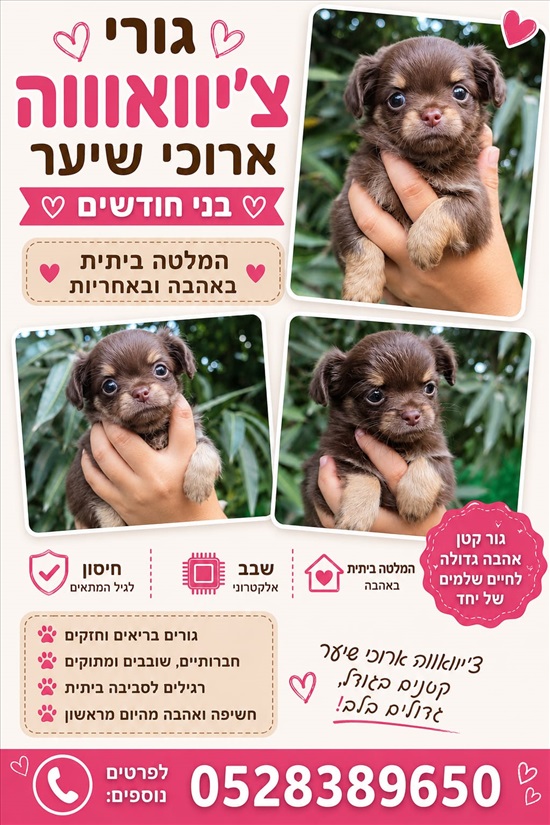 תמונה 2 ,כלבים צ`יוואווה   ציוואווה למכירה בנס ציונה