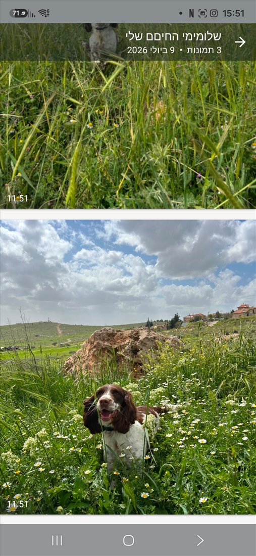 תמונה 1 ,כלבים ספרינגר ספנייל   דפי למכירה בירושלים