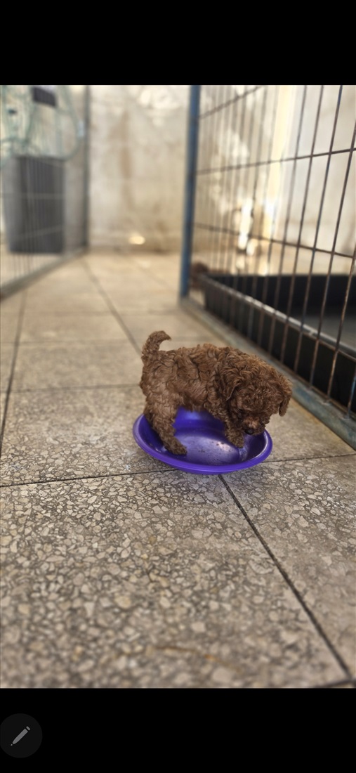 תמונה 9 ,כלבים פודל טוי   פודל טוי  למכירה בתל אביב - יפו