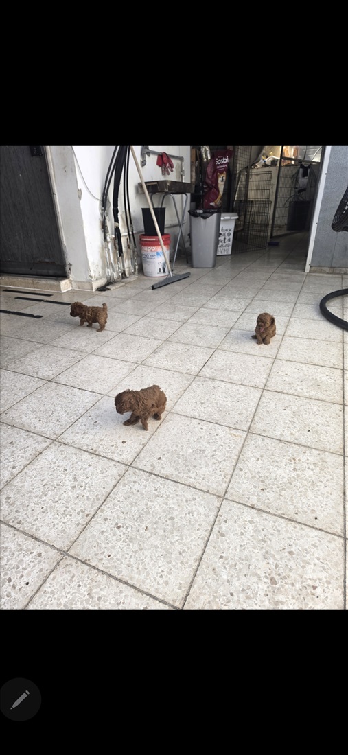 תמונה 8 ,כלבים פודל טוי   פודל טוי  למכירה בתל אביב - יפו