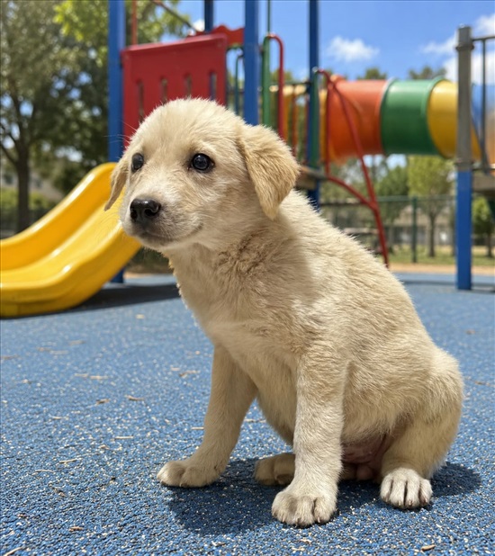 תמונה 1 ,כלבים גולדן רטריבר   🐶 גולדן למכירה באשקלון