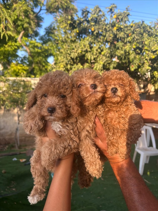 תמונה 2 ,כלבים פודל טוי   פודל טוי למכירה בקרית עקרון