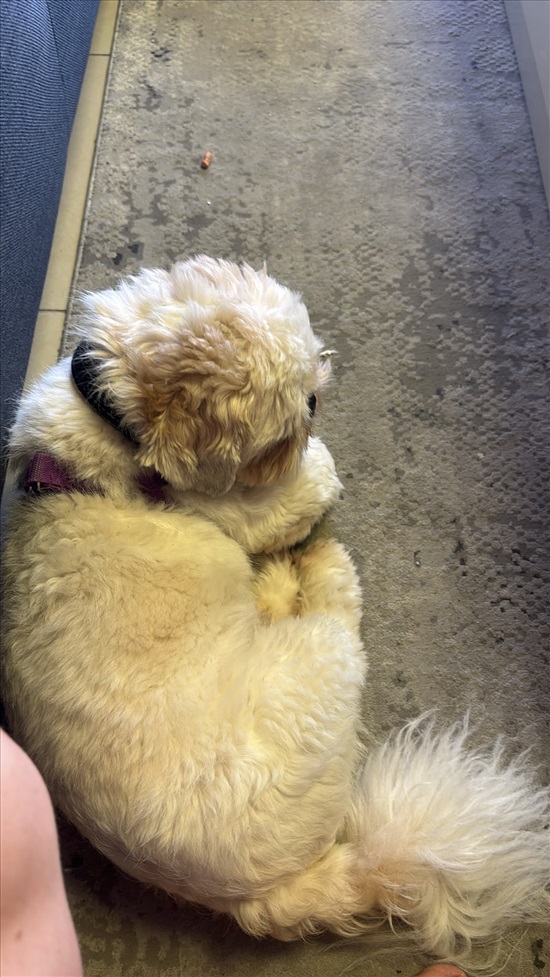 תמונה 3 ,כלבים שיצו   🐶 גור למכירה בבאר שבע