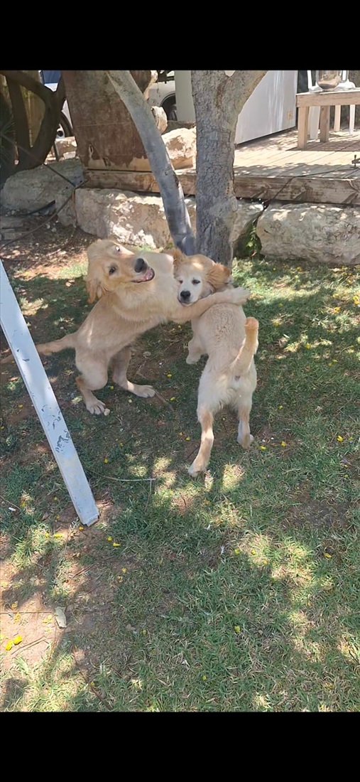 תמונה 1 ,כלבים קוקפו   גור למכירה בחולון