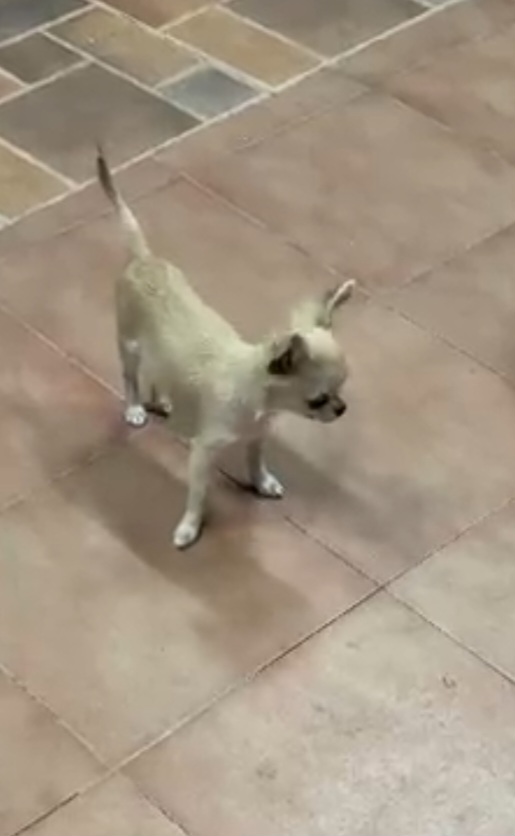 תמונה 2 ,כלבים צ`יוואווה   ציוואווה למכירה ברחובות