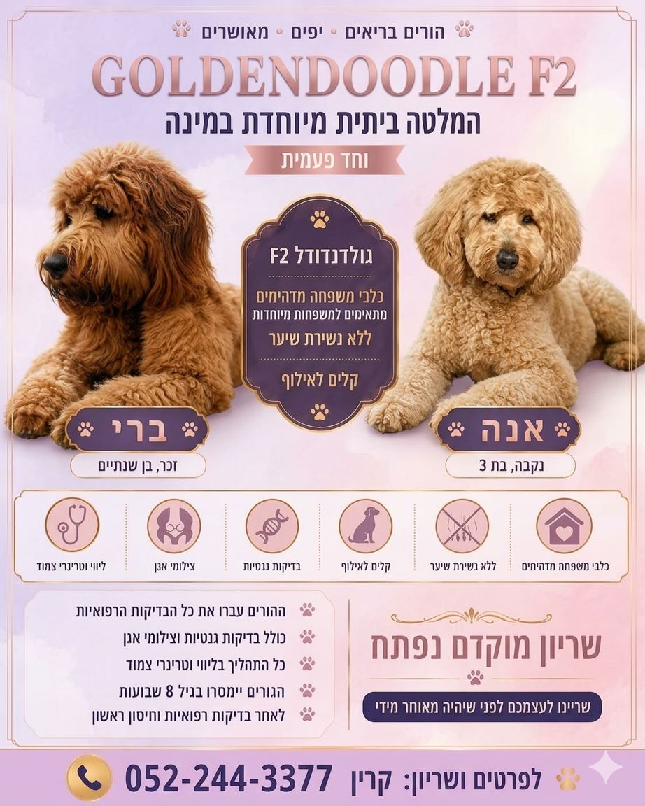 תמונה 1, כלבים | גולדן דודל   | אנה למכירה בנתניה