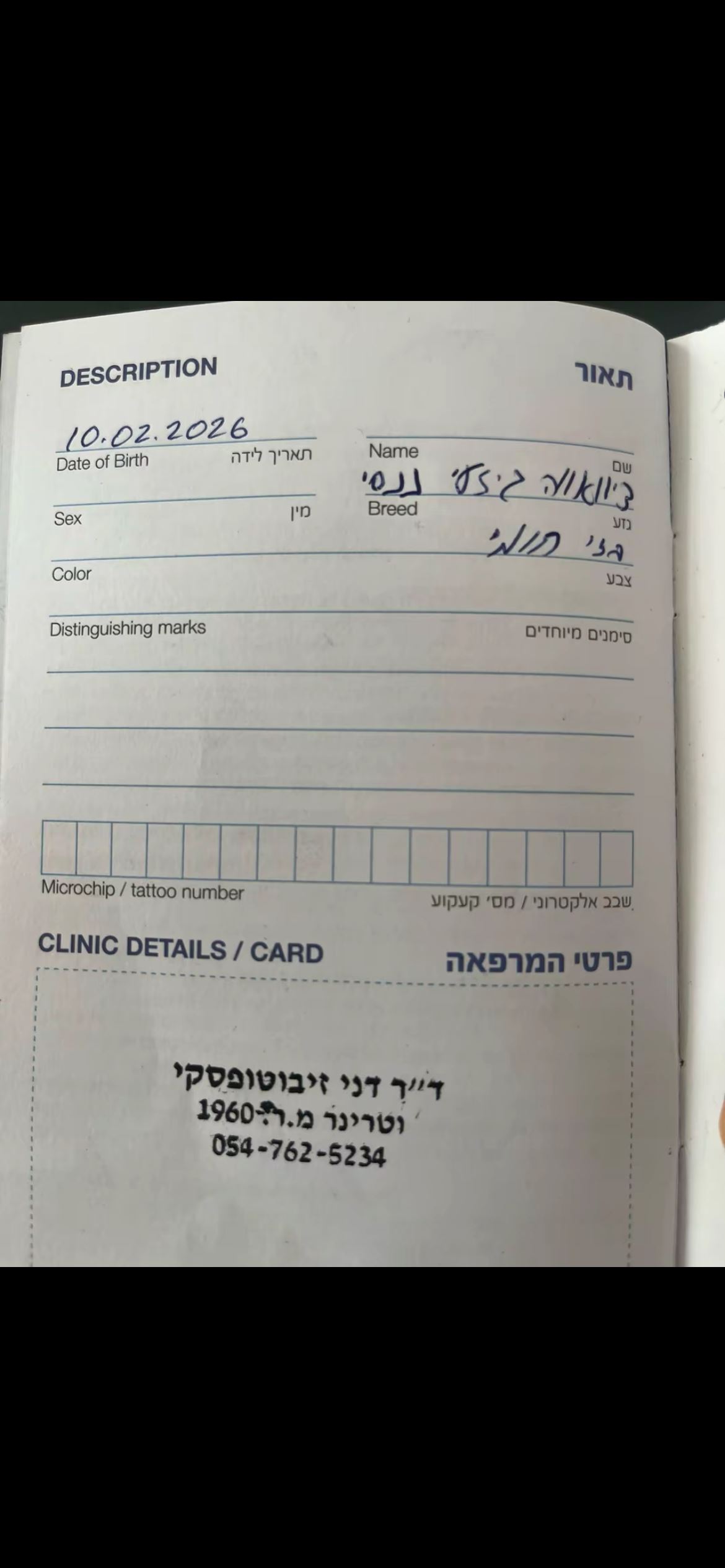 תמונה 4, כלבים | צ`יוואווה   | לבנה למכירה במעלה אדומים