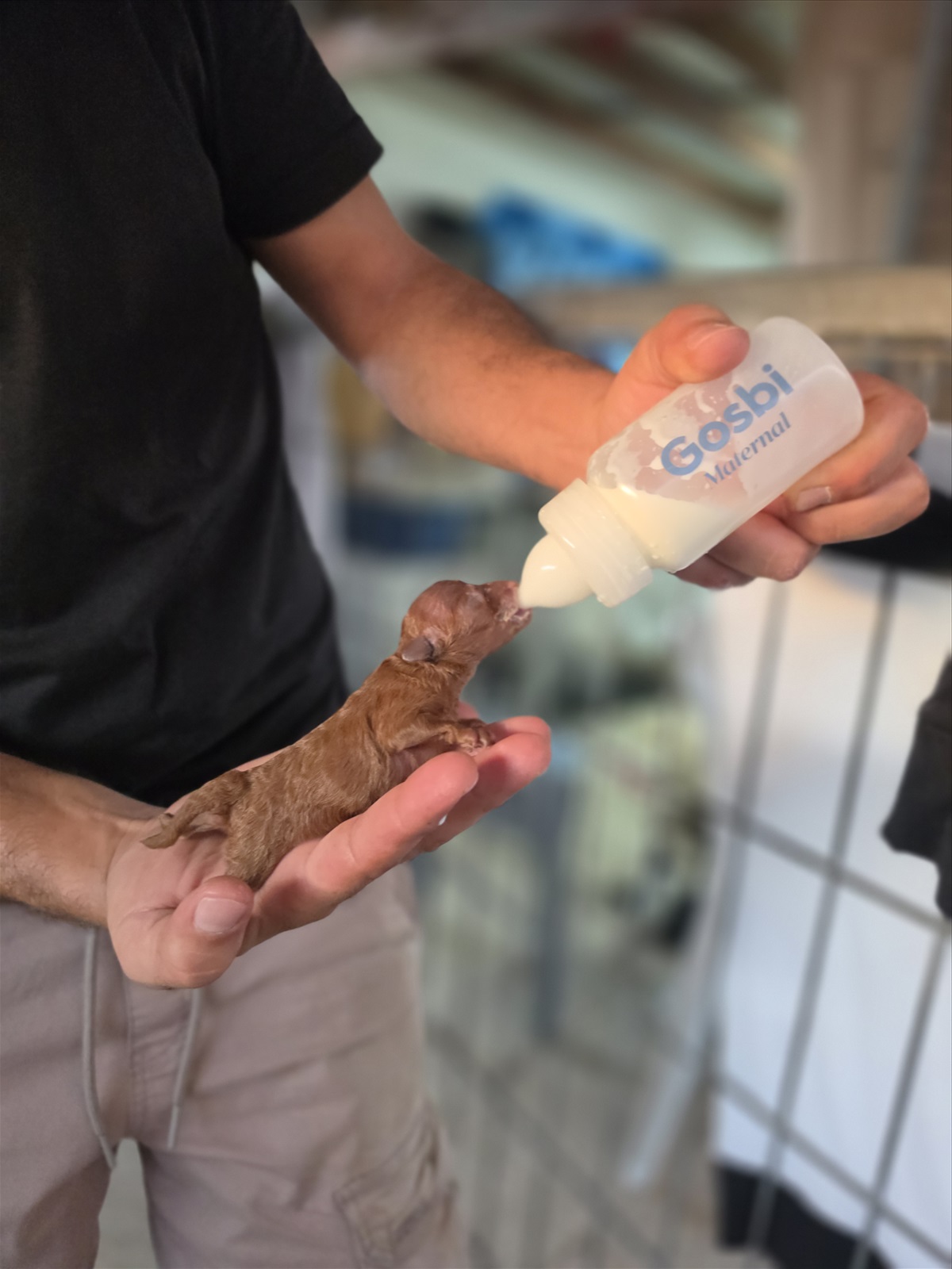תמונה 4, כלבים | פודל טוי   | פודל טוי  למכירה בתל אביב - יפו