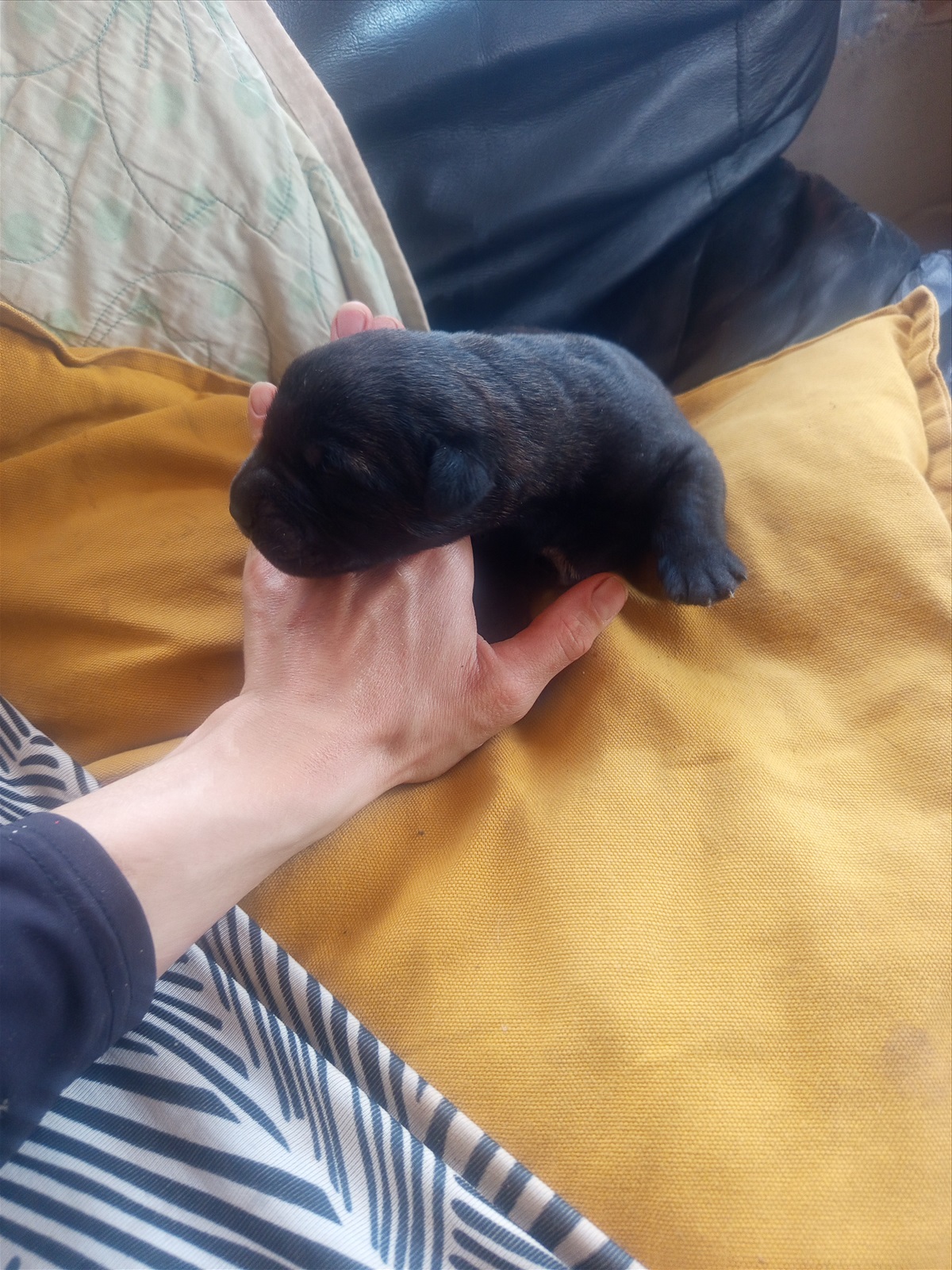 תמונה 3, כלבים | קאנה קורסו   | Penelopes puppies למכירה במבוא דותן