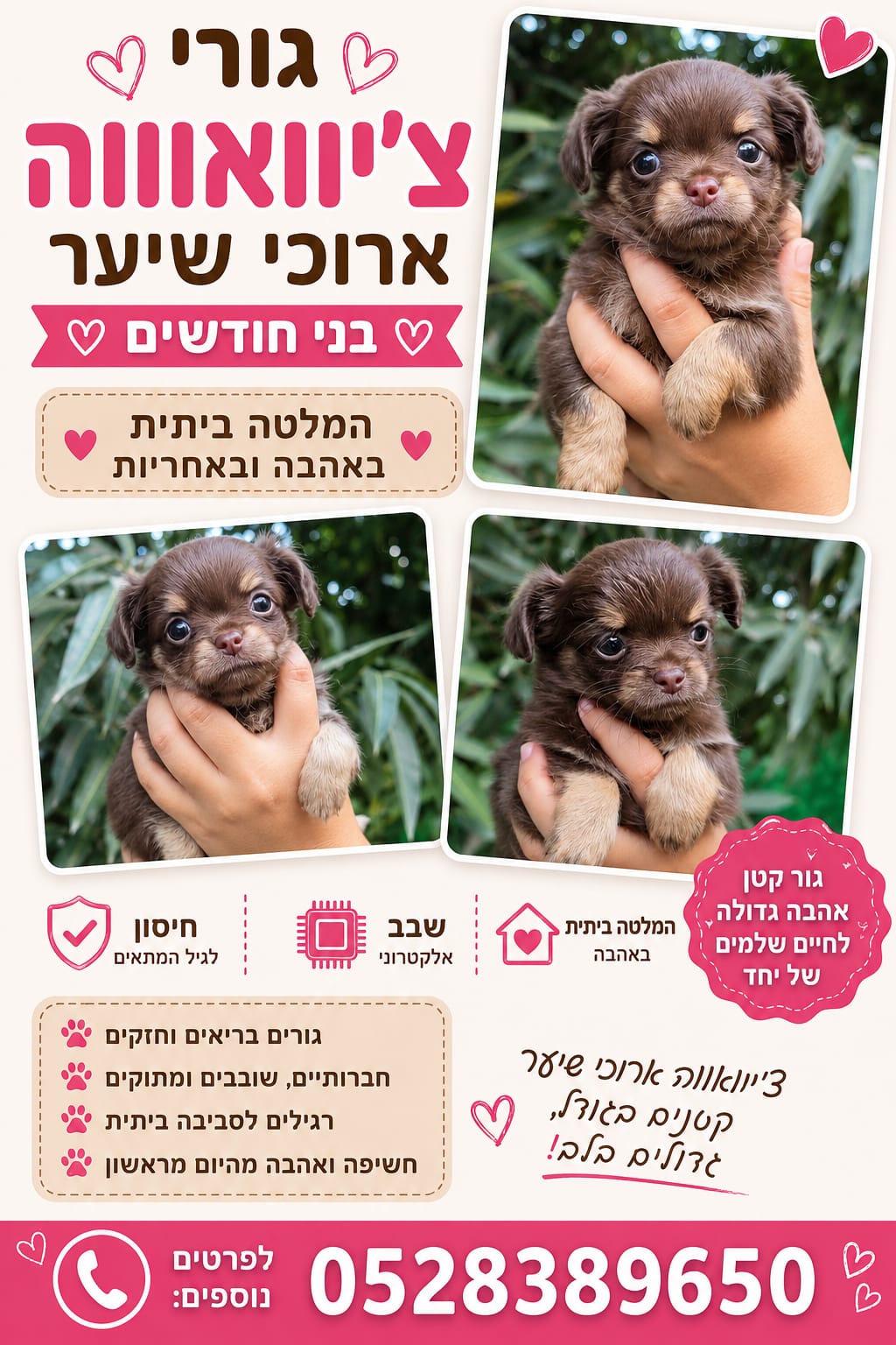 תמונה 2, כלבים | צ`יוואווה   | ציוואווה למכירה בנס ציונה