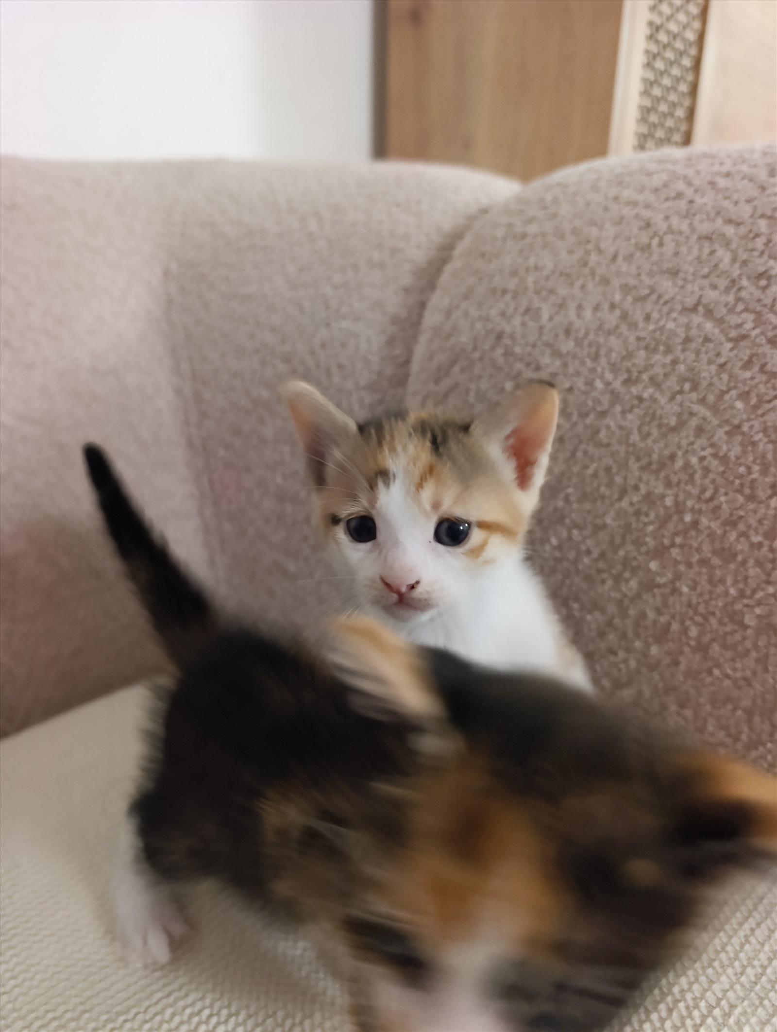 תמונה 3, חתולים | אחר   | הרצל , בת שבע,  למסירה בקרני שומרון 