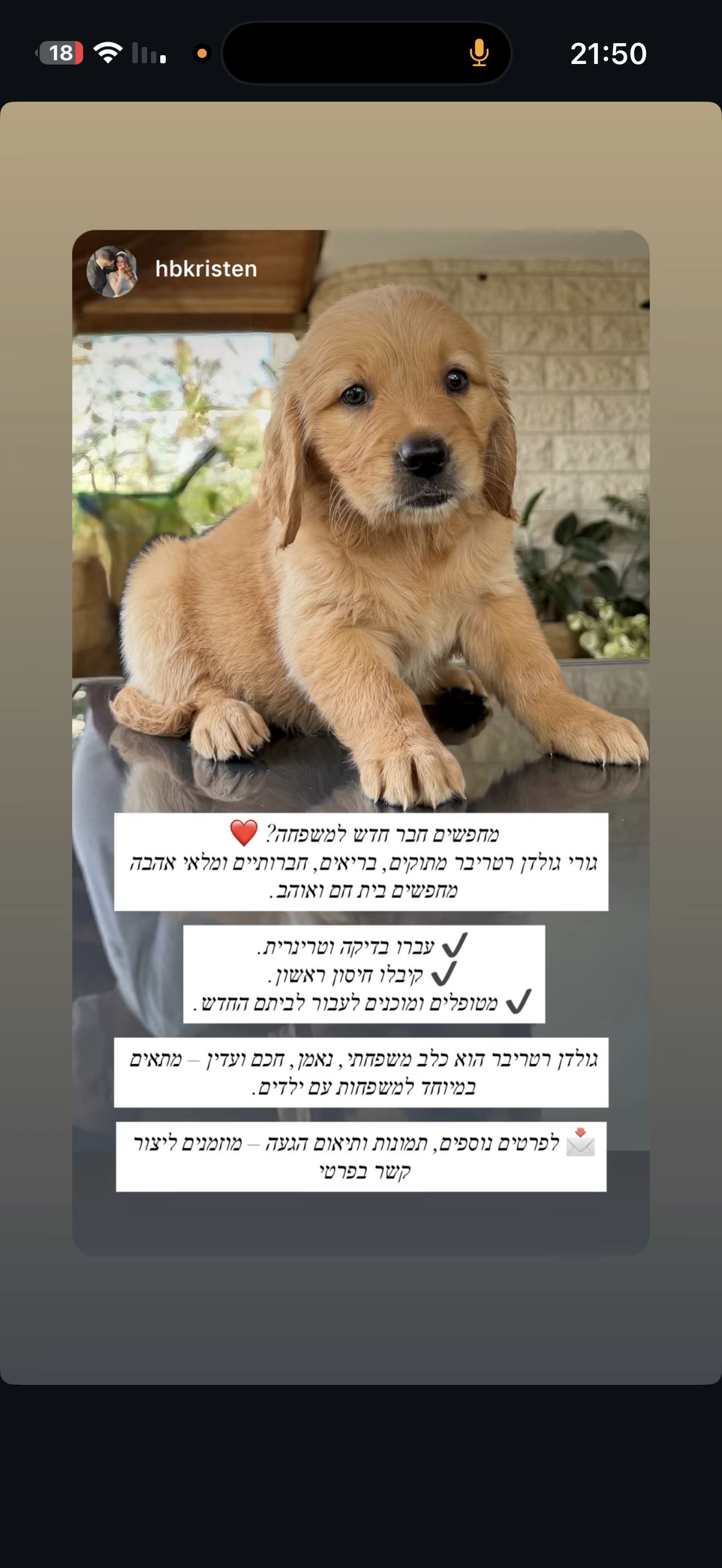 תמונה 2, כלבים | גולדן רטריבר   | יוסף חביש למכירה בירכא
