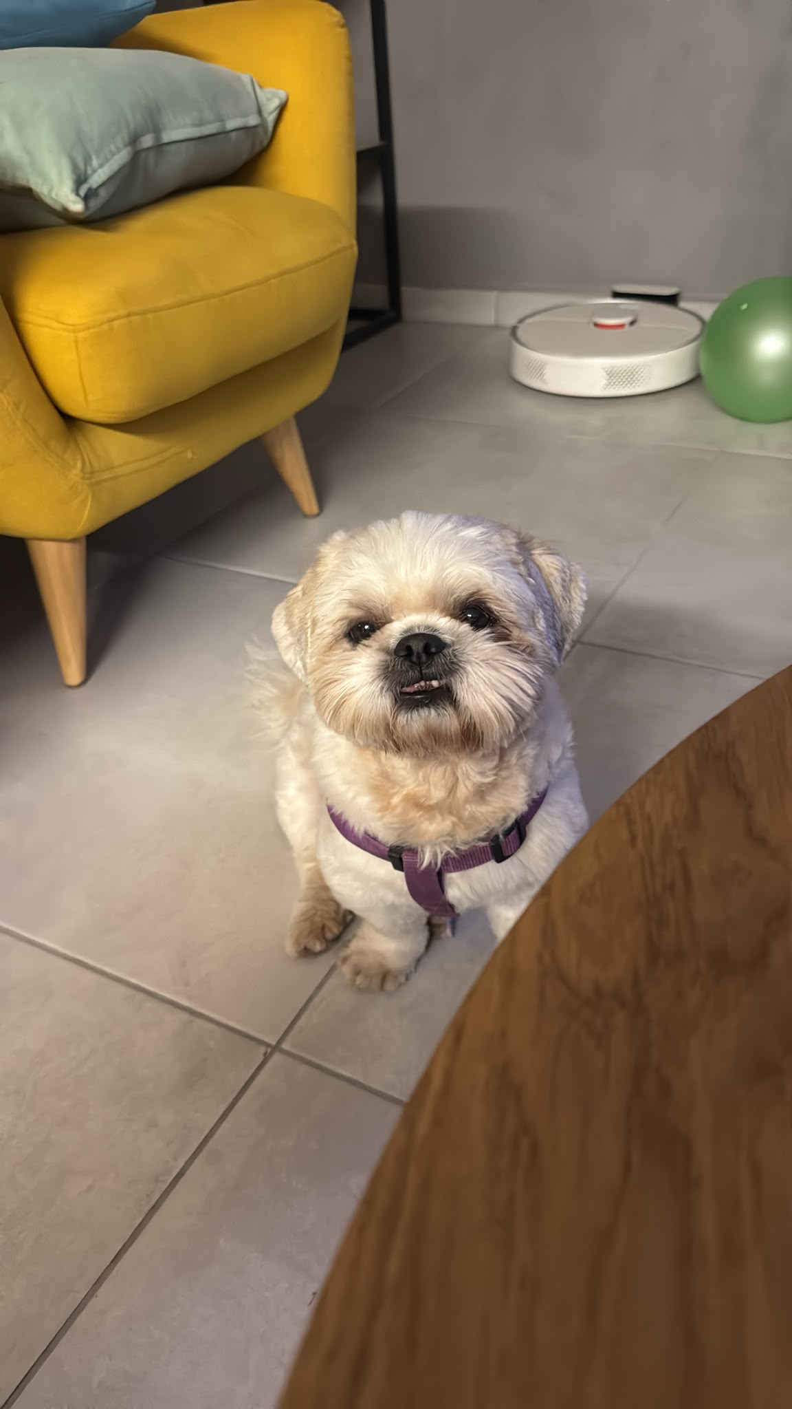 תמונה 2, כלבים | שיצו   | 🐶 גור למכירה בבאר שבע