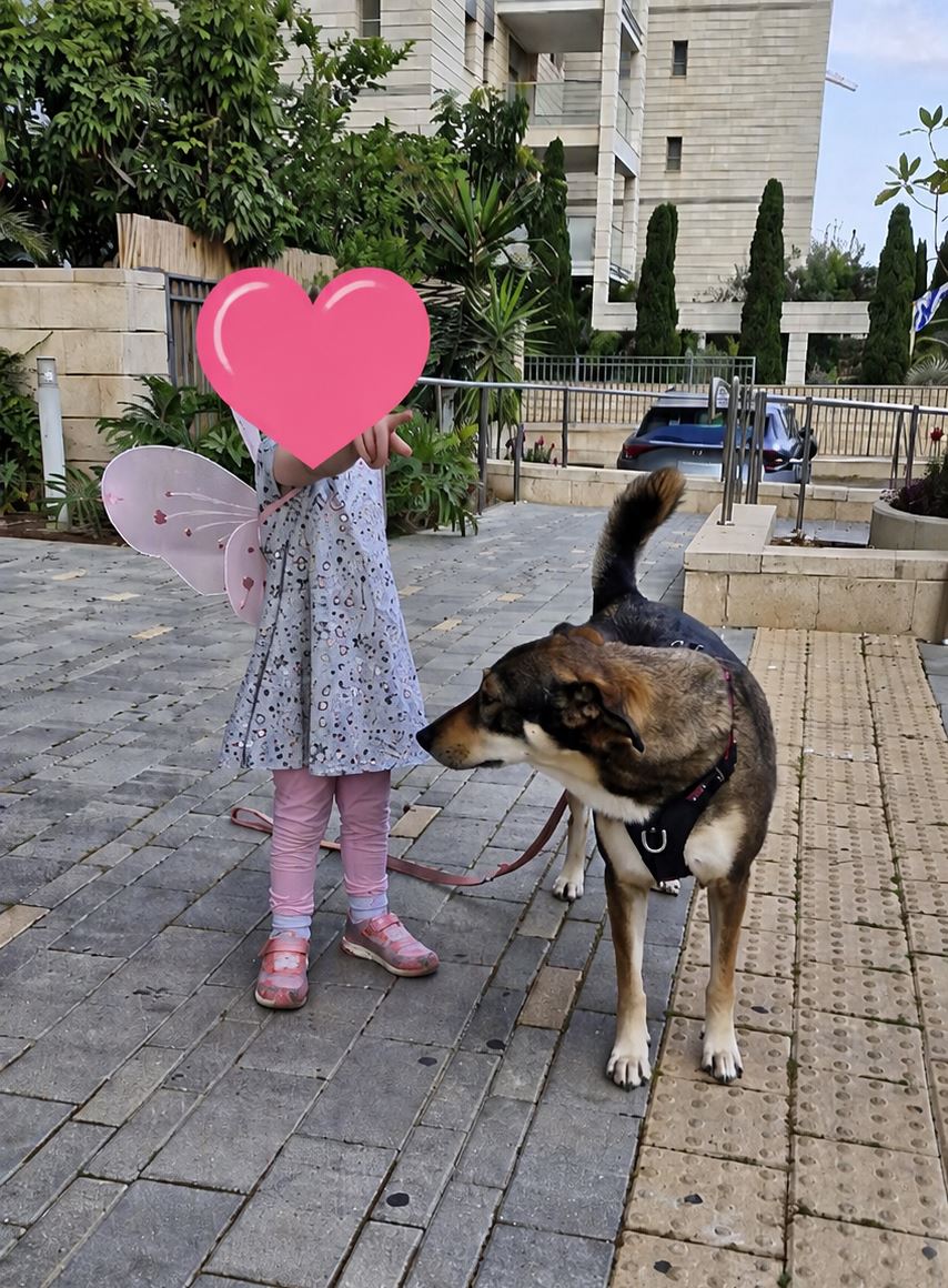 תמונה 1, כלבים | מעורב   | לורי לאימוץ בקרית אונו