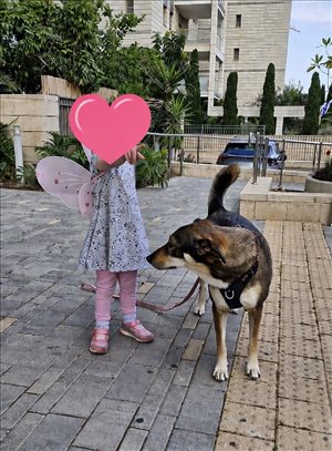 כלבים מעורב אילת 