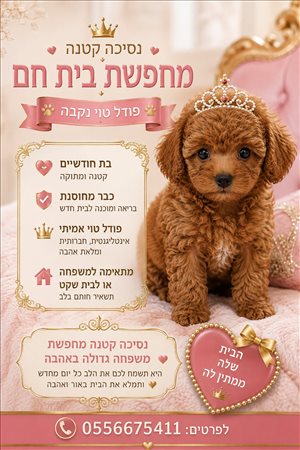 כלבים פודל טוי  