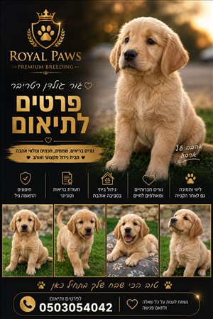 גולדן 
