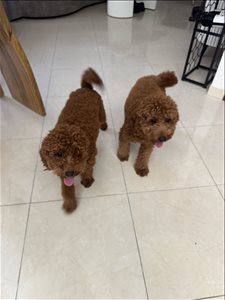 מוריה  