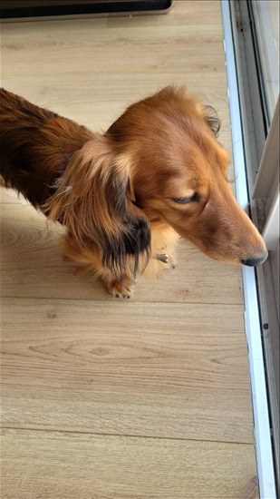 תמונה 4 ,כלבים תחש (דקל)   פלוטו לשידוך בכוכב הצפון 