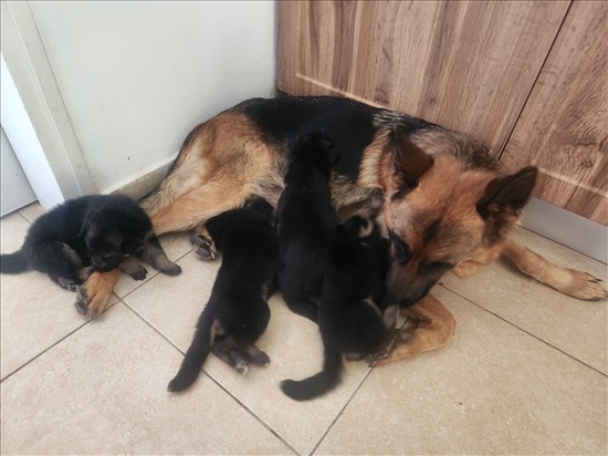 תמונה 4 ,כלבים רועה גרמני   גורים למכירה בבית אריה
