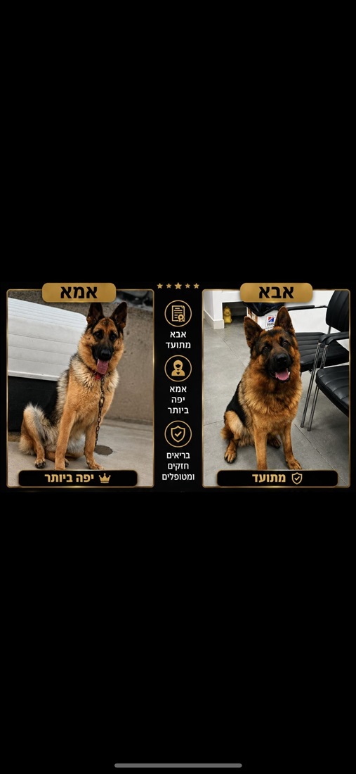 תמונה 5 ,כלבים רועה גרמני   רועה למכירה בג'דיידה-מכר