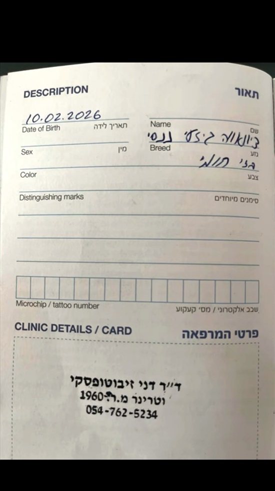 תמונה 2 ,כלבים צ`יוואווה   חומי למכירה במעלה אדומים