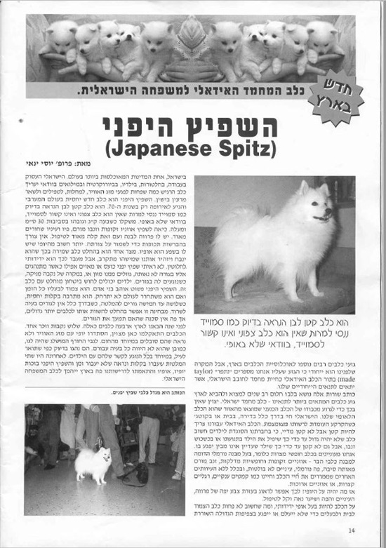 תמונה 5 ,כלבים שפיץ יפני   שלג למכירה במטע