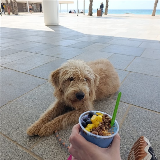 תמונה 2 ,כלבים גולדן דודל   גולדן דודל - ליבי למכירה בחולון