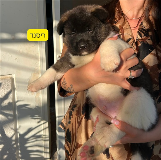תמונה 2 ,כלבים אקיטה אמריקאי   ריסנד/אזריאל/לילית/ריילי למכירה בירוחם