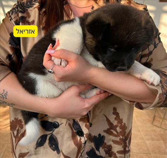 תמונה 3 ,כלבים אקיטה אמריקאי   ריסנד/אזריאל/לילית/ריילי למכירה בירוחם