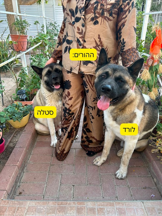 תמונה 5 ,כלבים אקיטה אמריקאי   ריסנד/אזריאל/לילית/ריילי למכירה בירוחם