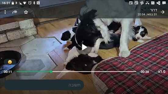 תמונה 6 ,כלבים בורדר קולי   בורדר קולי למכירה בראשון לציון